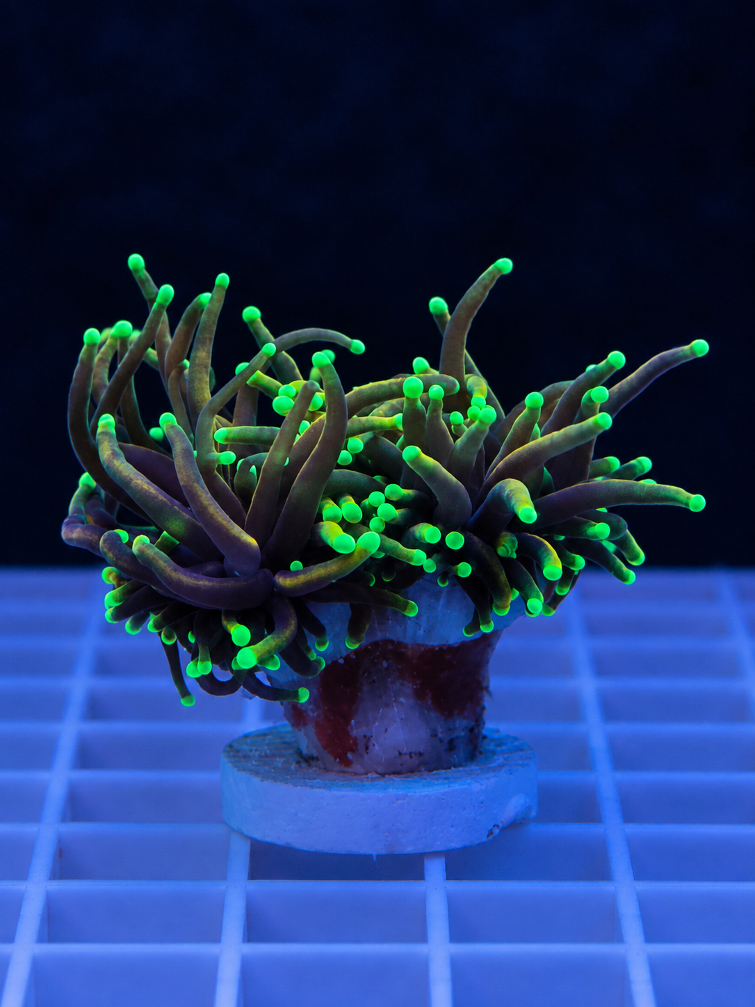Dragon Soul Torch coral, double head, with colorful tentacle tips