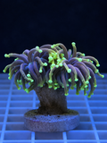 Dragon Soul Torch Coral Double Head WYSIWYG Euphyllia glabrescens