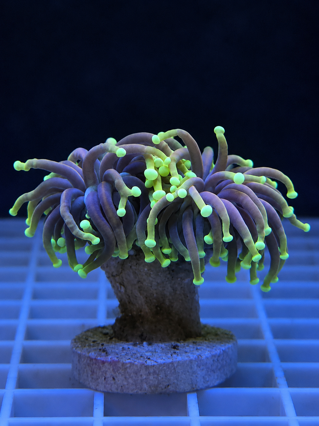 Dragon Soul Torch Coral Double Head WYSIWYG Euphyllia glabrescens