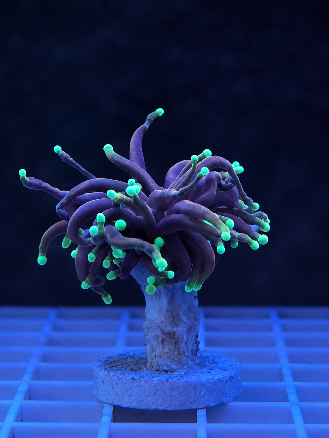 Dragon Soul Torch Coral WYSIWYG Euphyllia glabrescens