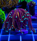 Electric Jester Torch Coral with long flowing tentacles and vibrant coloration – Fimbriaphyllia glabrescens LPS coral