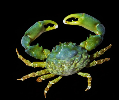 Emerald Crab Mithraculus sculptus reef clean up crew and bubble algae eater for saltwater aquarium