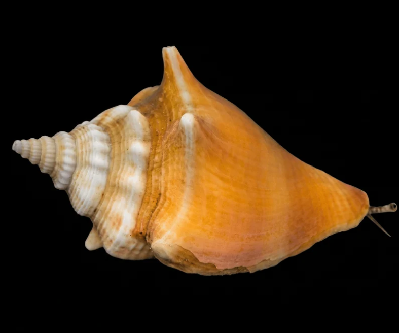 Fighting Conch reef safe sand bed cleaner and saltwater aquarium clean up crew snail