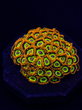 Fruit Loops Zoanthid mini-colony with multicolored polyps