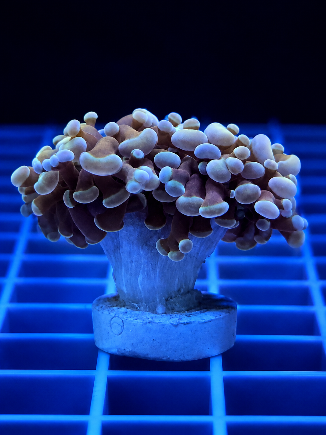 Gold Branching Hammer Coral WYSIWYG Fimbriaphyllia paraancora