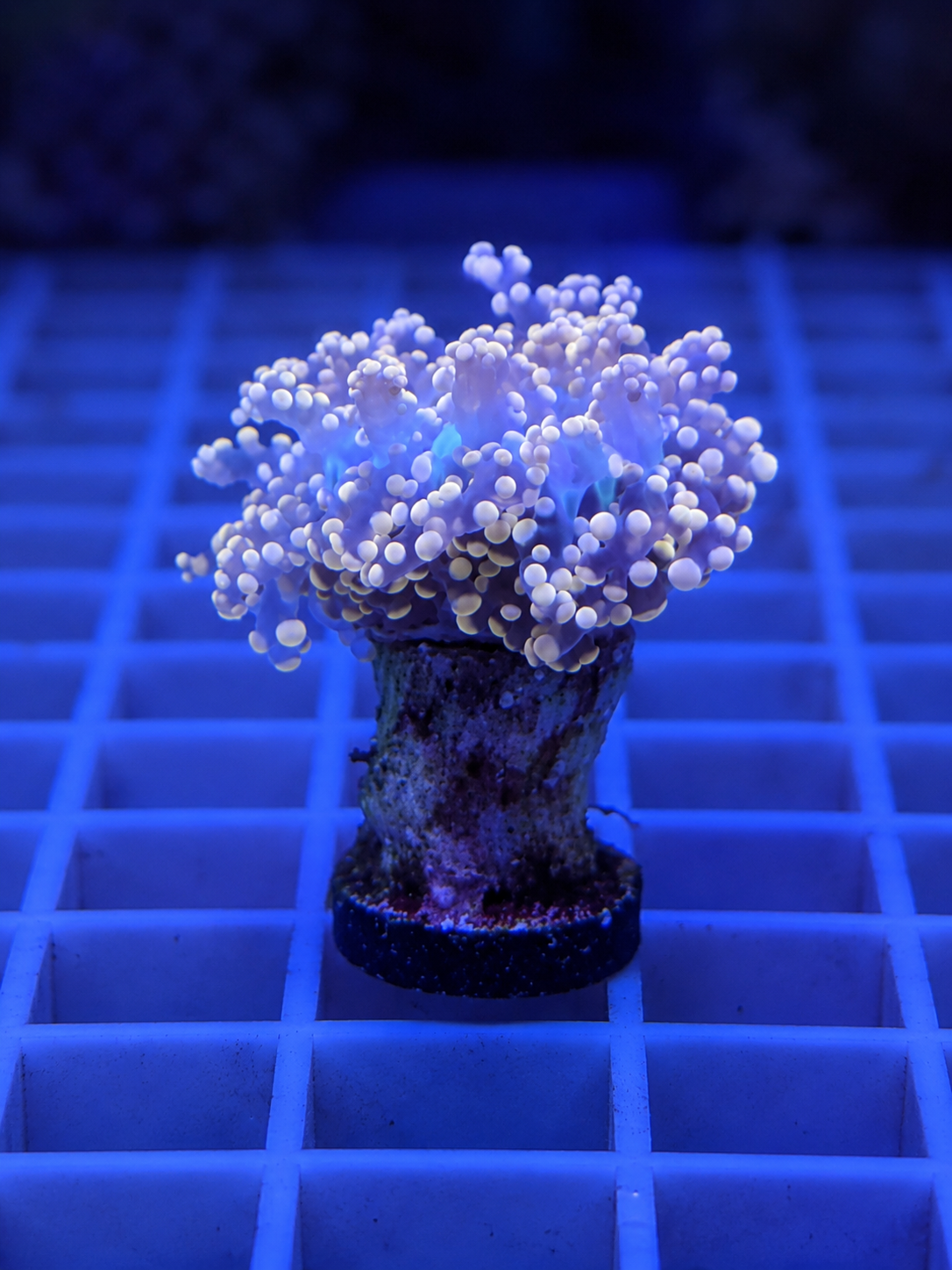 Gold Octospawn Coral Fimbriaphyllia sp.