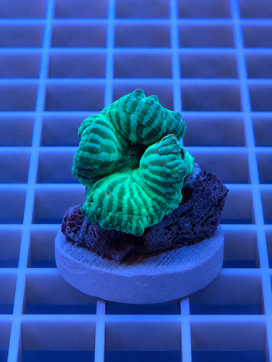 IRA Zebra Mushroom coral with striped green and white pattern