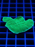 Green Montipora coral with plating growth pattern in a reef aquarium