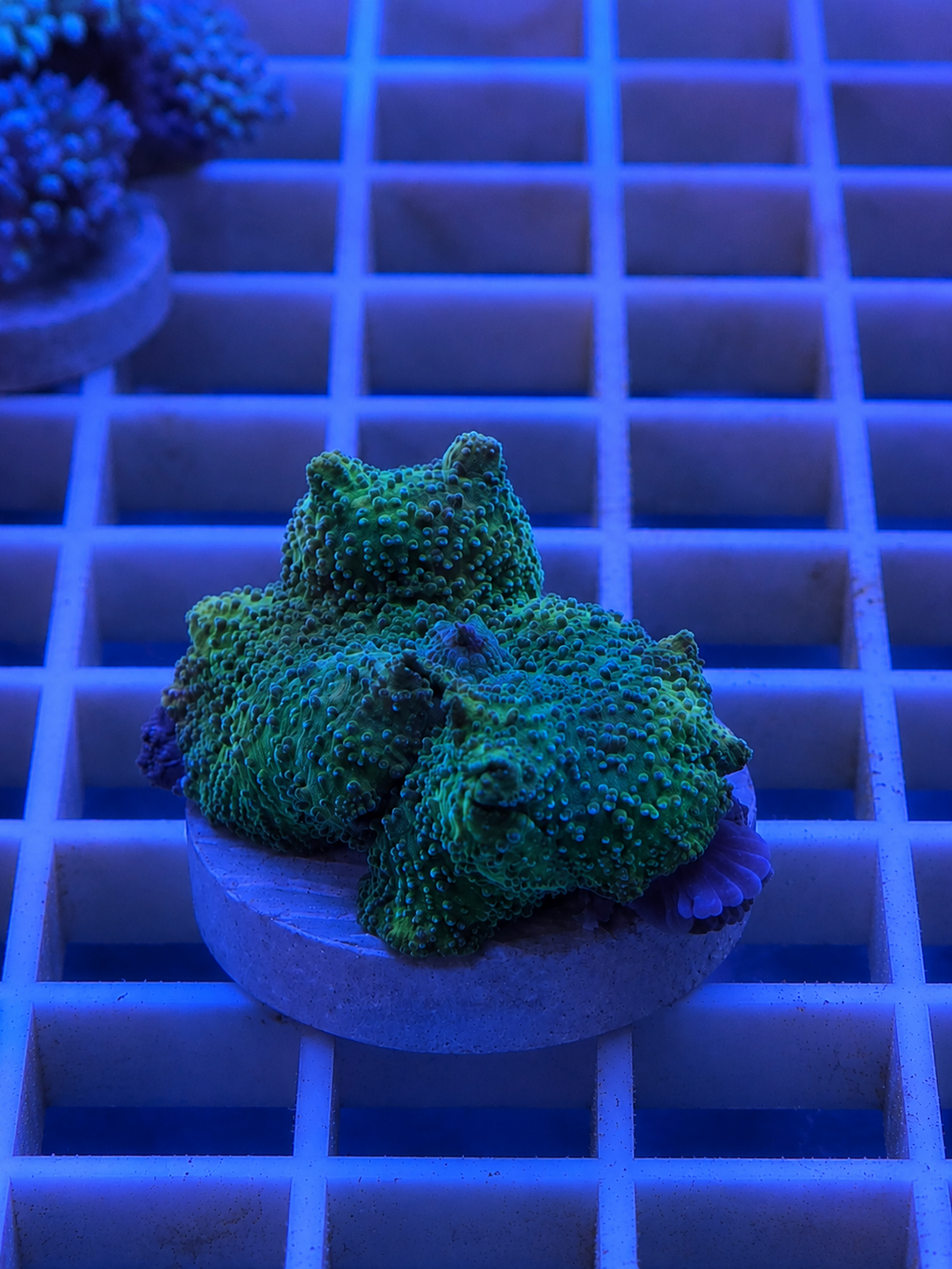 Green Rhodactis mushroom coral with textured surface in a reef tank