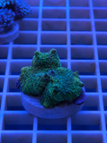 Green Rhodactis mushroom coral with textured surface in a reef tank
