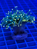 Indo Green Yellow Tip Torch Coral WYSIWYG Euphyllia glabrescens