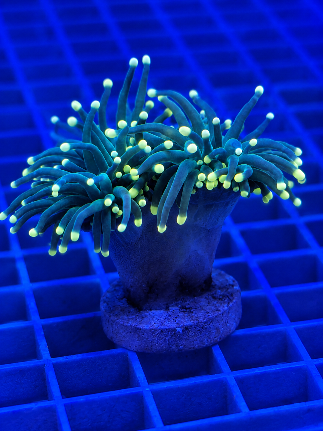 Indo Green Yellow Tip Torch Coral WYSIWYG Euphyllia glabrescens