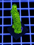 Green Slimer Acropora Coral Acropora yongei