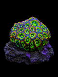 Holy Grail Micromussa Acan Lord Colony Micromussa lordhowensis