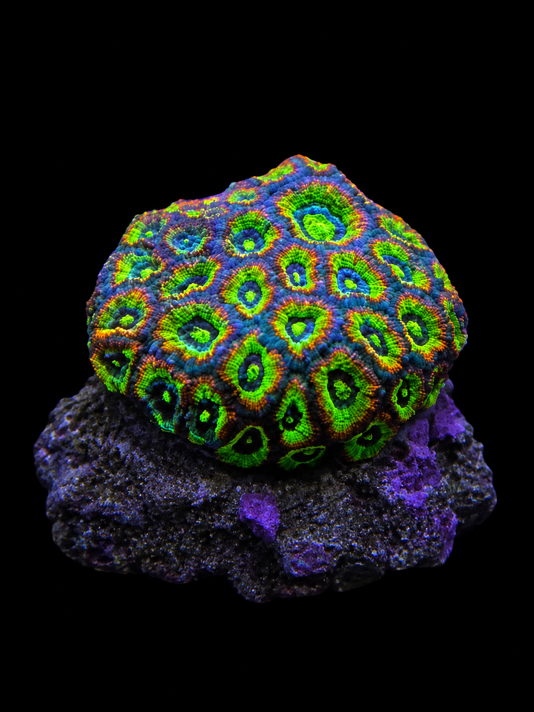 Holy Grail Micromussa Acan Lord Colony Micromussa lordhowensis