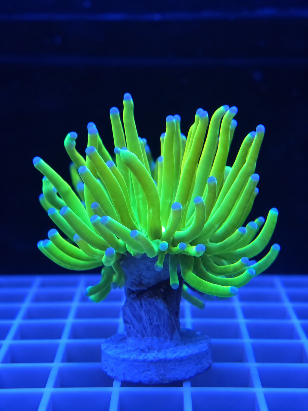 Holy Grail Torch Coral Euphyllia glabrescens gold and green LPS coral for saltwater reef aquarium