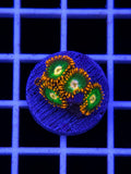 Gatorade Zoanthid Frag WYSIWYG Zoanthus sp.