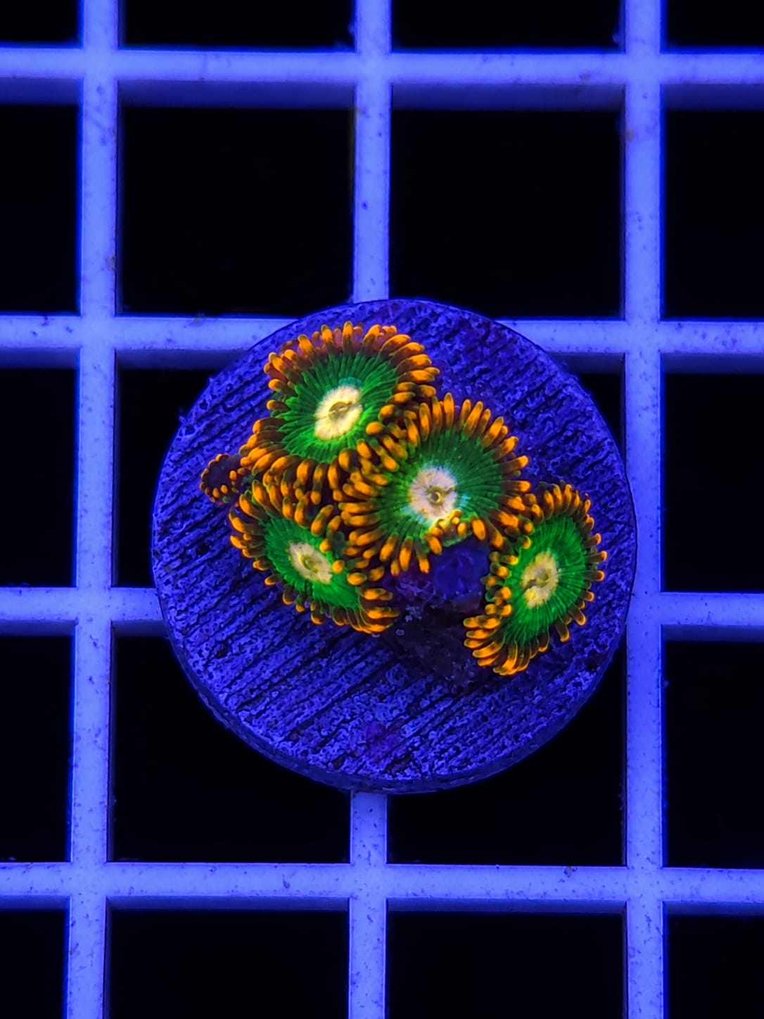 Gatorade Zoanthid Frag WYSIWYG Zoanthus sp.