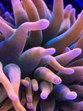 IRA Bubblegum Bubble Tip Anemone Entacmaea quadricolor for saltwater reef aquarium