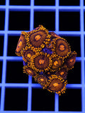 Inferno Zoanthid Coral Zoanthus sp.