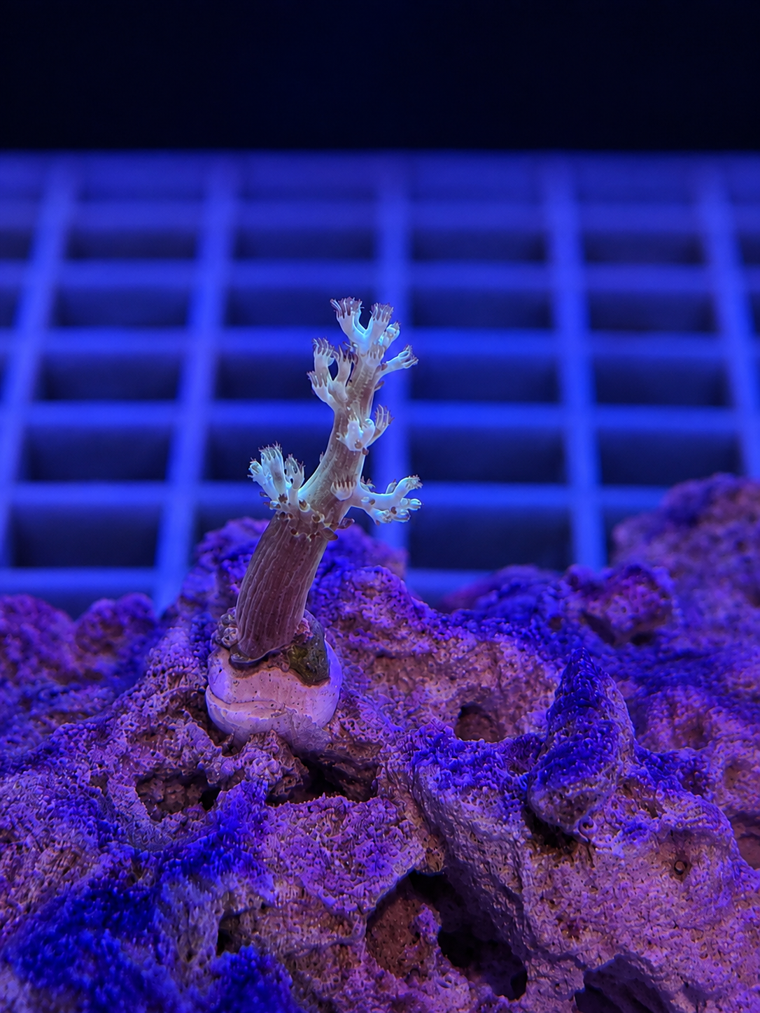 Kenya Tree Coral Capnella sp.