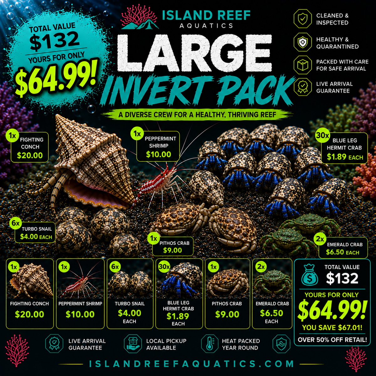 Large saltwater reef aquarium clean up crew invert pack with snails hermit crabs conch shrimp and algae eating crabs