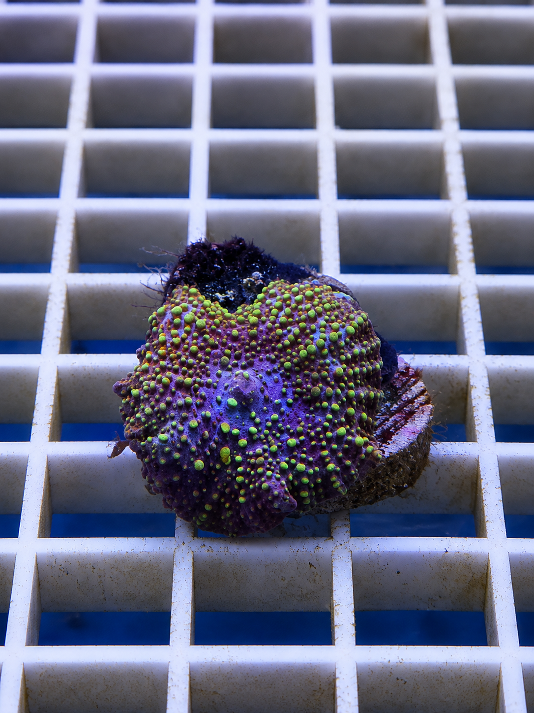 Lava Lamp Discosoma mushroom coral with swirled orange and red pattern