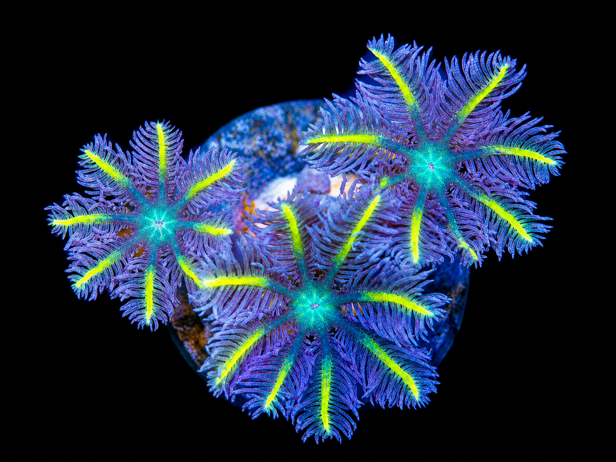 Lemon Laser Clove Polyp