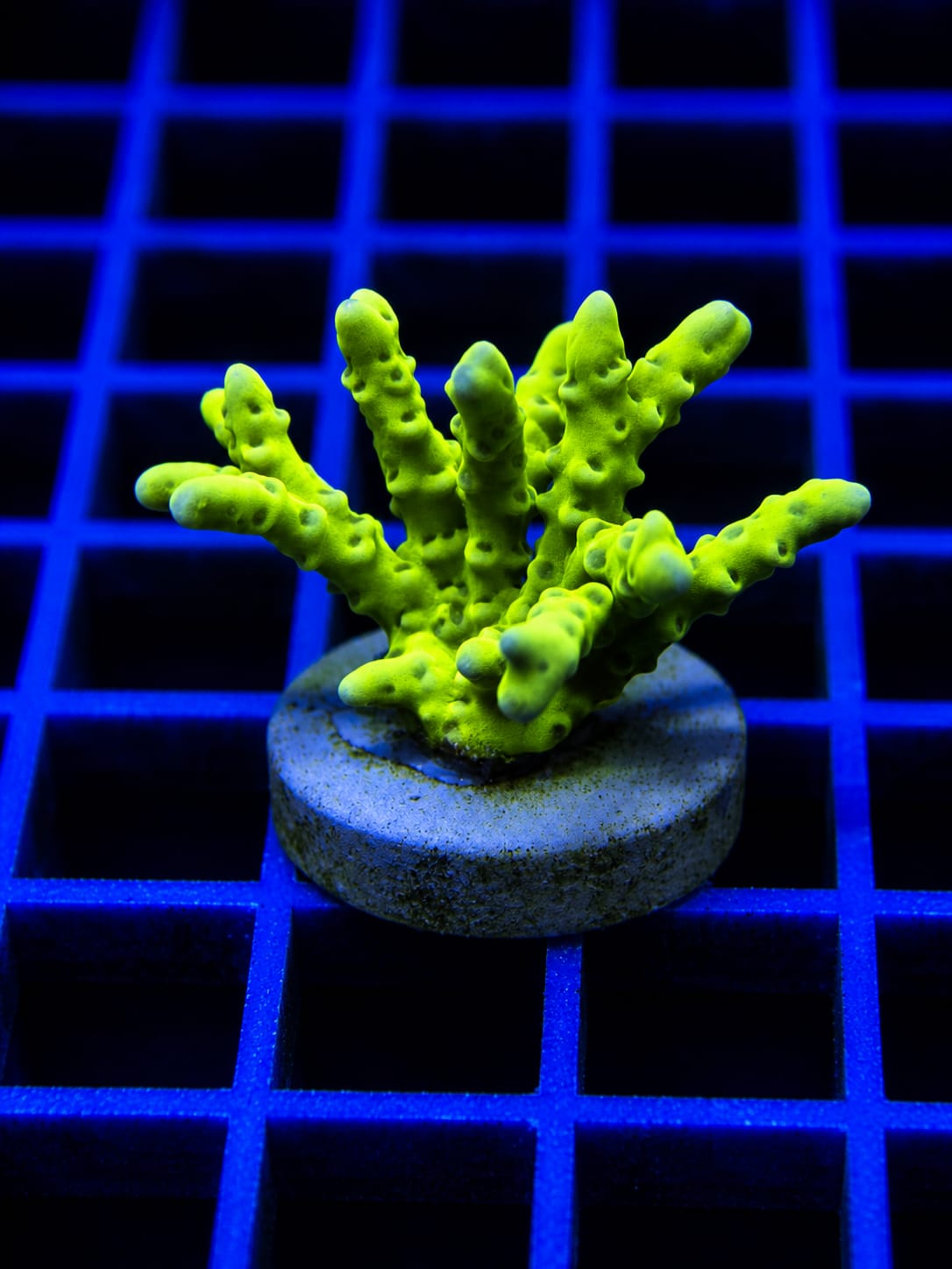 Lime Green Acropora Coral Acropora sp.