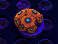 Magician Zoanthid coral colony with vibrant polyp coloration