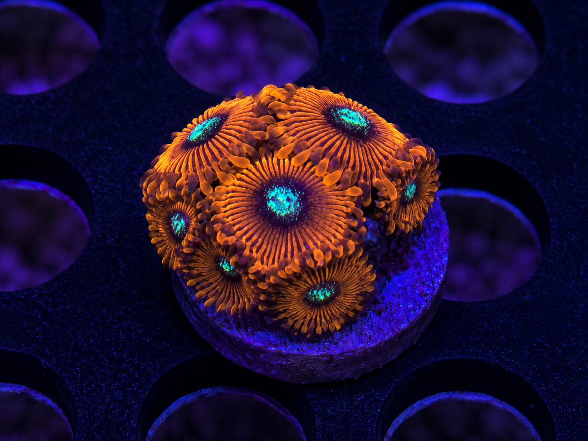 Magician Zoanthid coral colony with vibrant polyp coloration