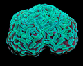Mint Green Blue Branching Hammer Coral WYSIWYG Fimbriaphyllia paraancora