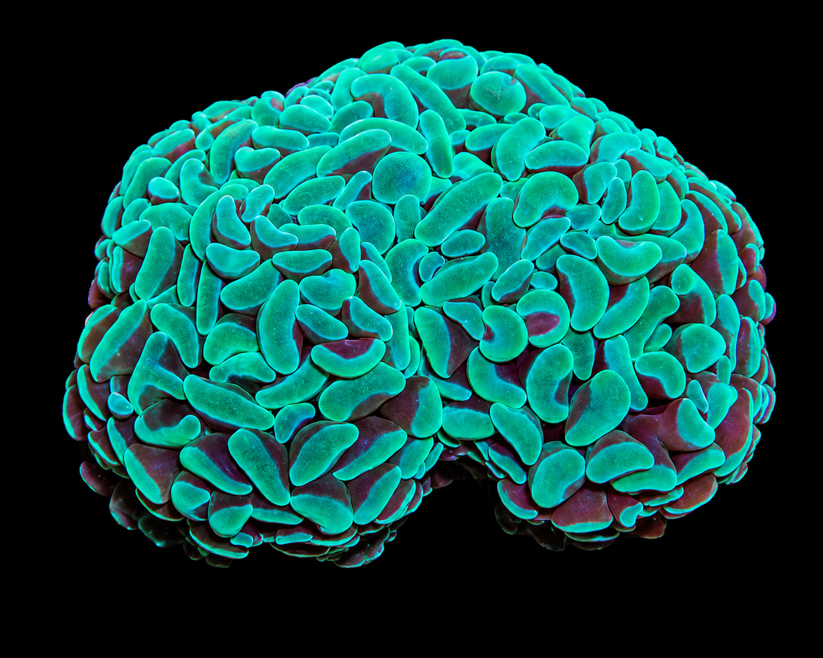 Mint Green Blue Branching Hammer Coral WYSIWYG Fimbriaphyllia paraancora