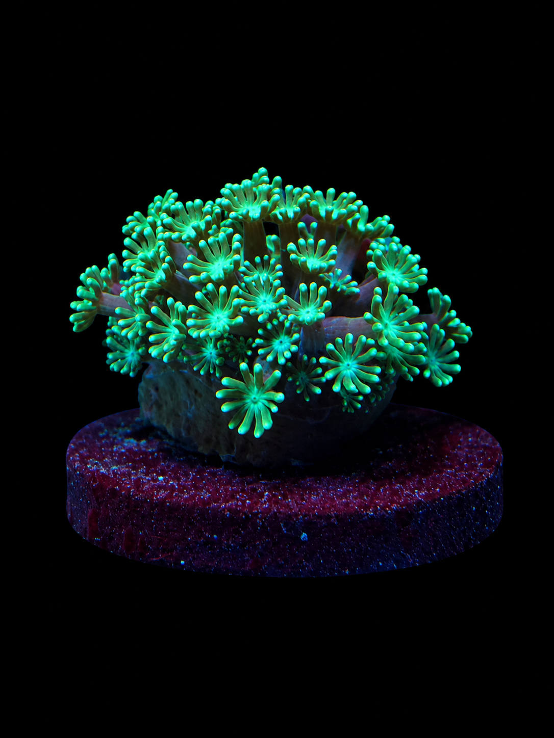 Neon Green Alveopora Coral Alveopora sp.