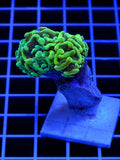 Neon Green Branching Hammer Coral WYSIWYG Fimbriaphyllia paraancora