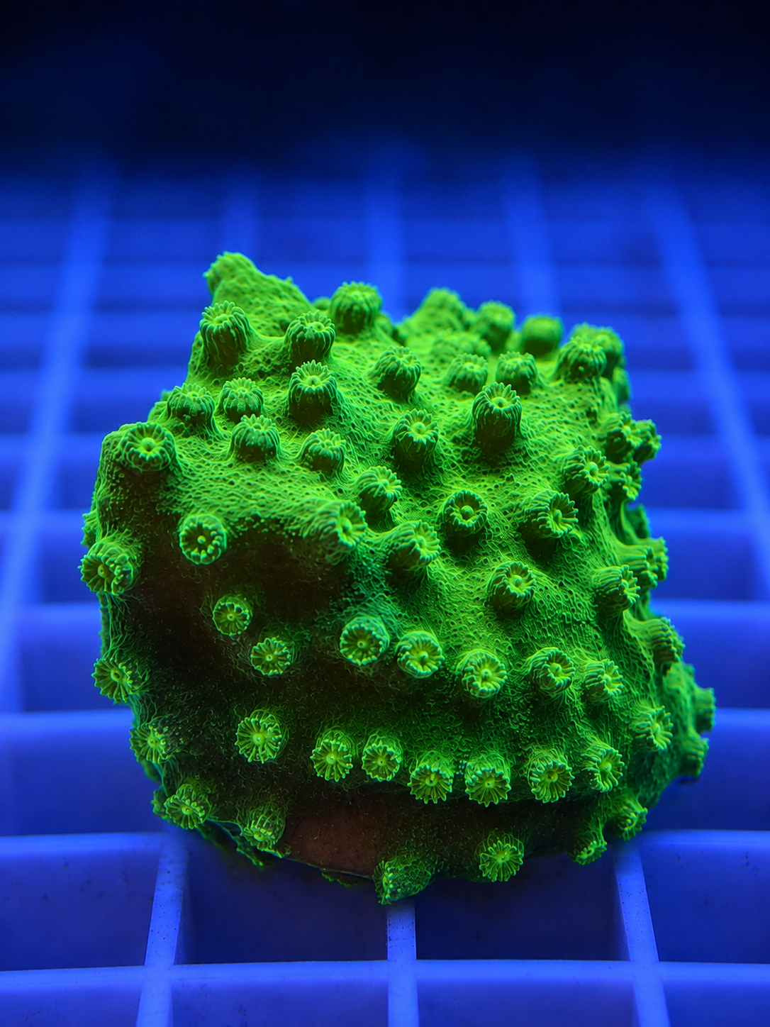 Neon Green Cyphastrea Coral WYSIWYG Cyphastrea sp.