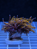 New York Knicks Torch Coral WYSIWYG Euphyllia glabrescens