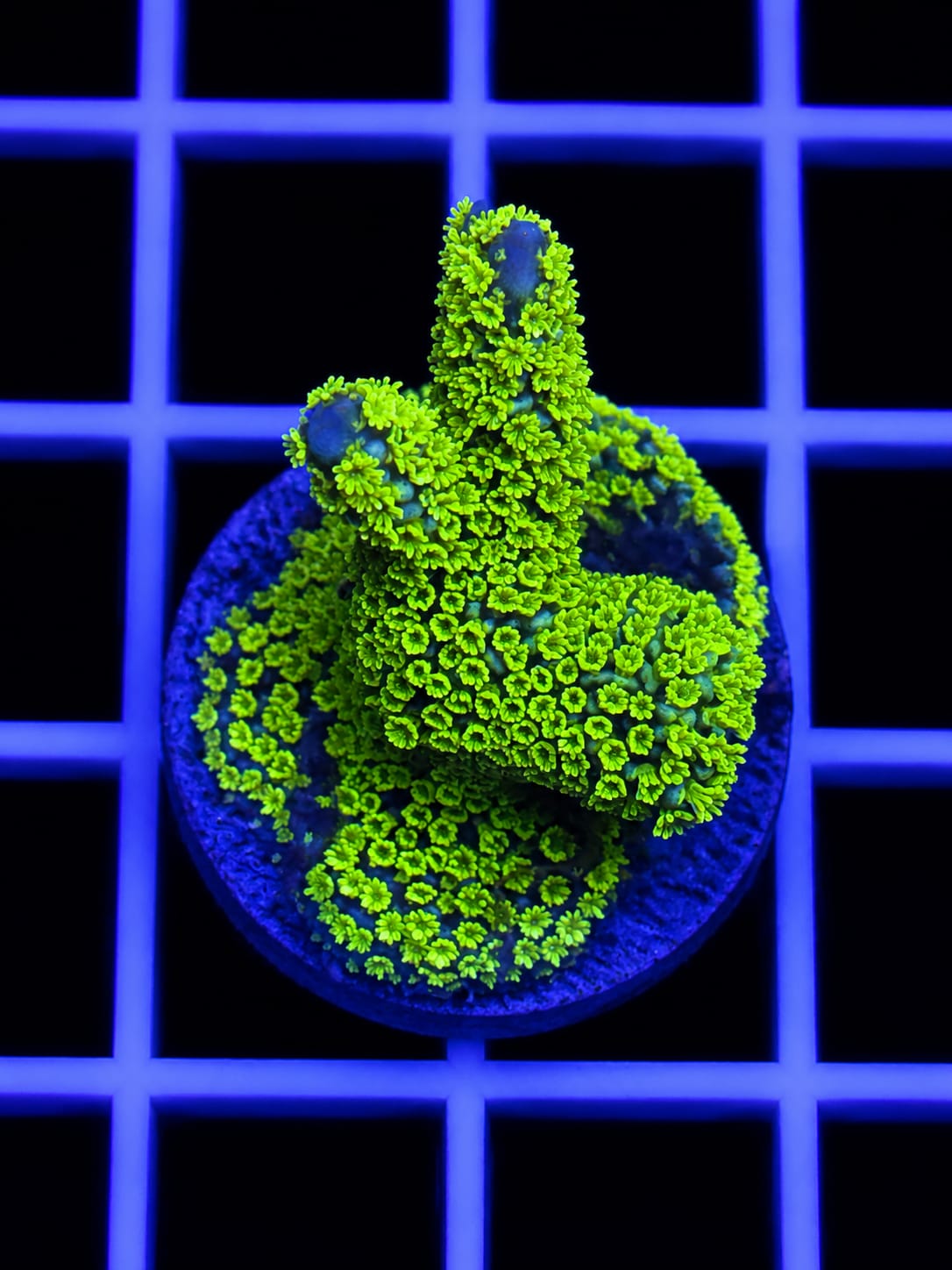 Nuclear Green Montipora Digitata Coral Montipora digitata