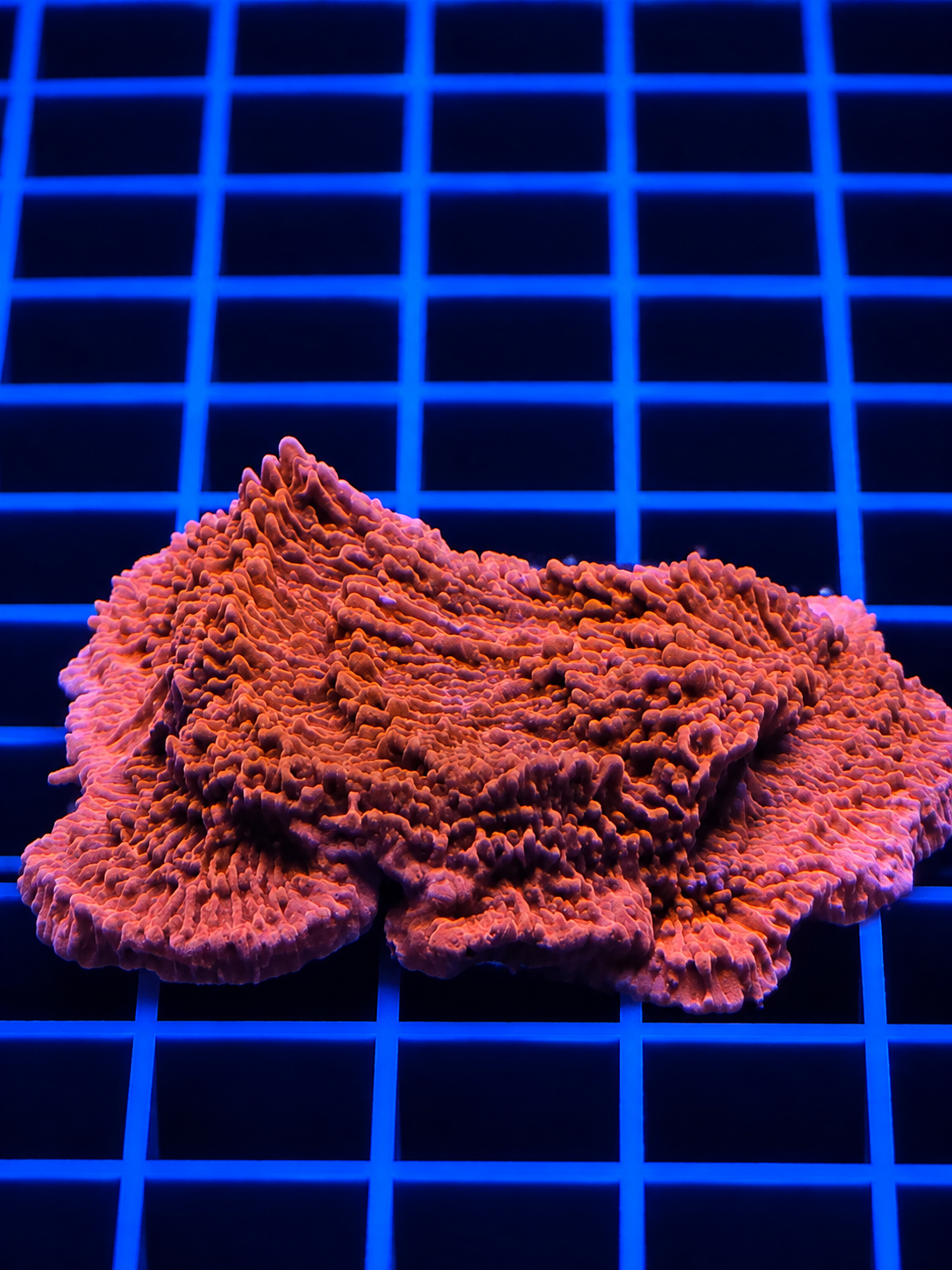 Orange and red Montipora coral encrusting formation in a reef tank