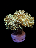 Orange Octospawn Coral Fimbriaphyllia sp.