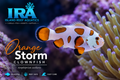 Orange Storm Clownfish designer Amphiprion ocellaris orange and white saltwater reef aquarium fish