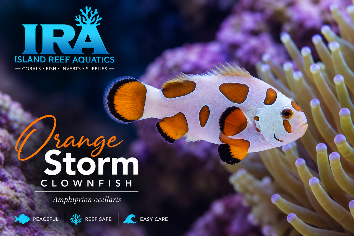 Orange Storm Clownfish designer Amphiprion ocellaris orange and white saltwater reef aquarium fish