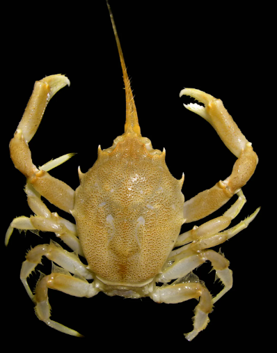 Pithos Crab reef safe algae eating marine crab for saltwater aquarium clean up crew