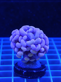 Plum Hammer Coral Fimbriaphyllia LPS coral with flowing hammer-shaped polyps for saltwater reef aquarium