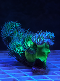 Premium Green Duncan coral, three-head branching specimen, in a reef aquarium