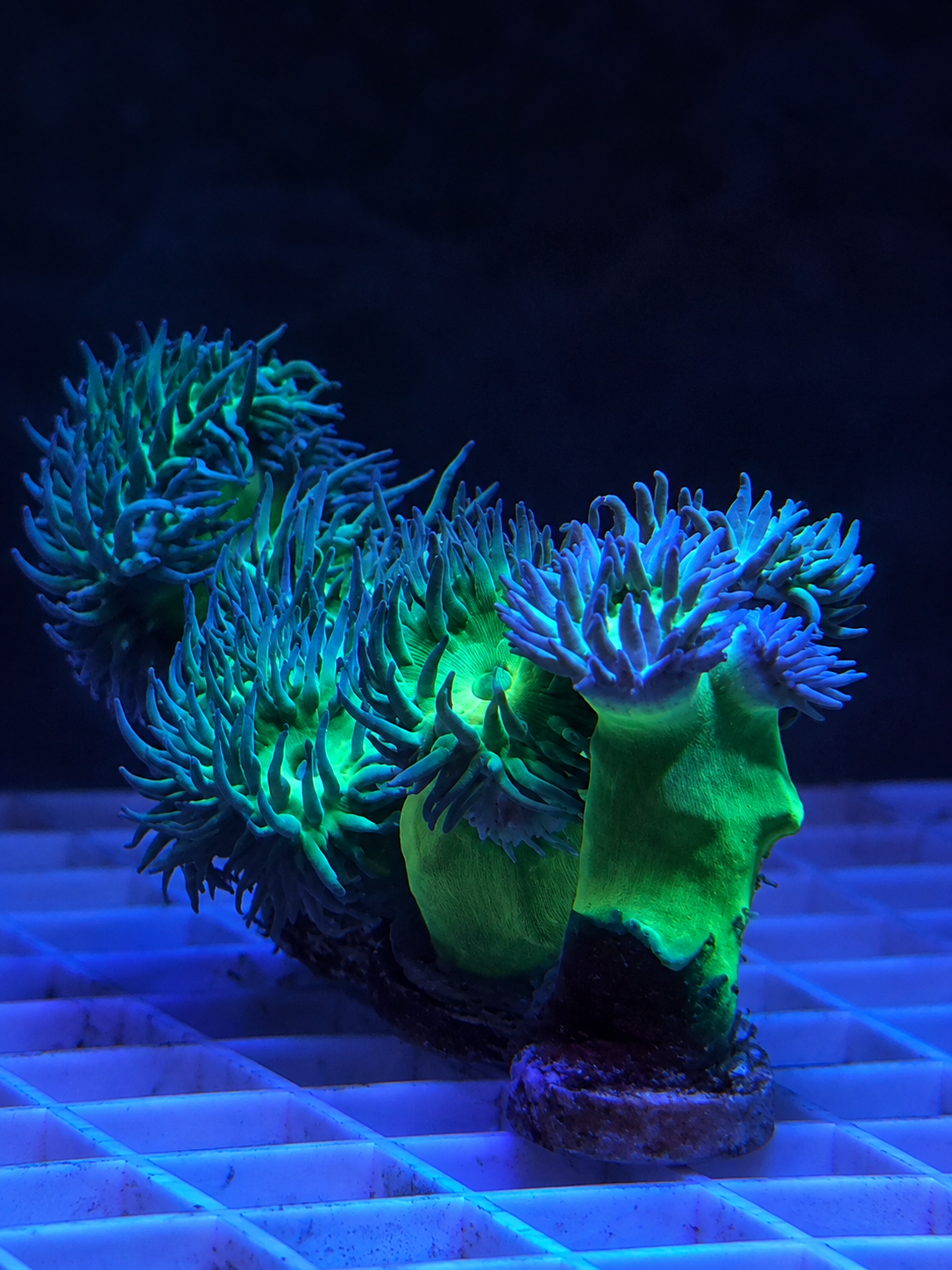 Premium Green Duncan coral, three-head branching specimen, in a reef aquarium