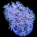 Pulsing Xenia Big Frag