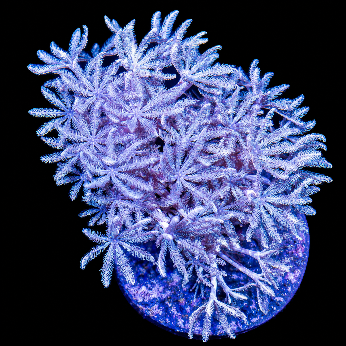 Pulsing Xenia Big Frag