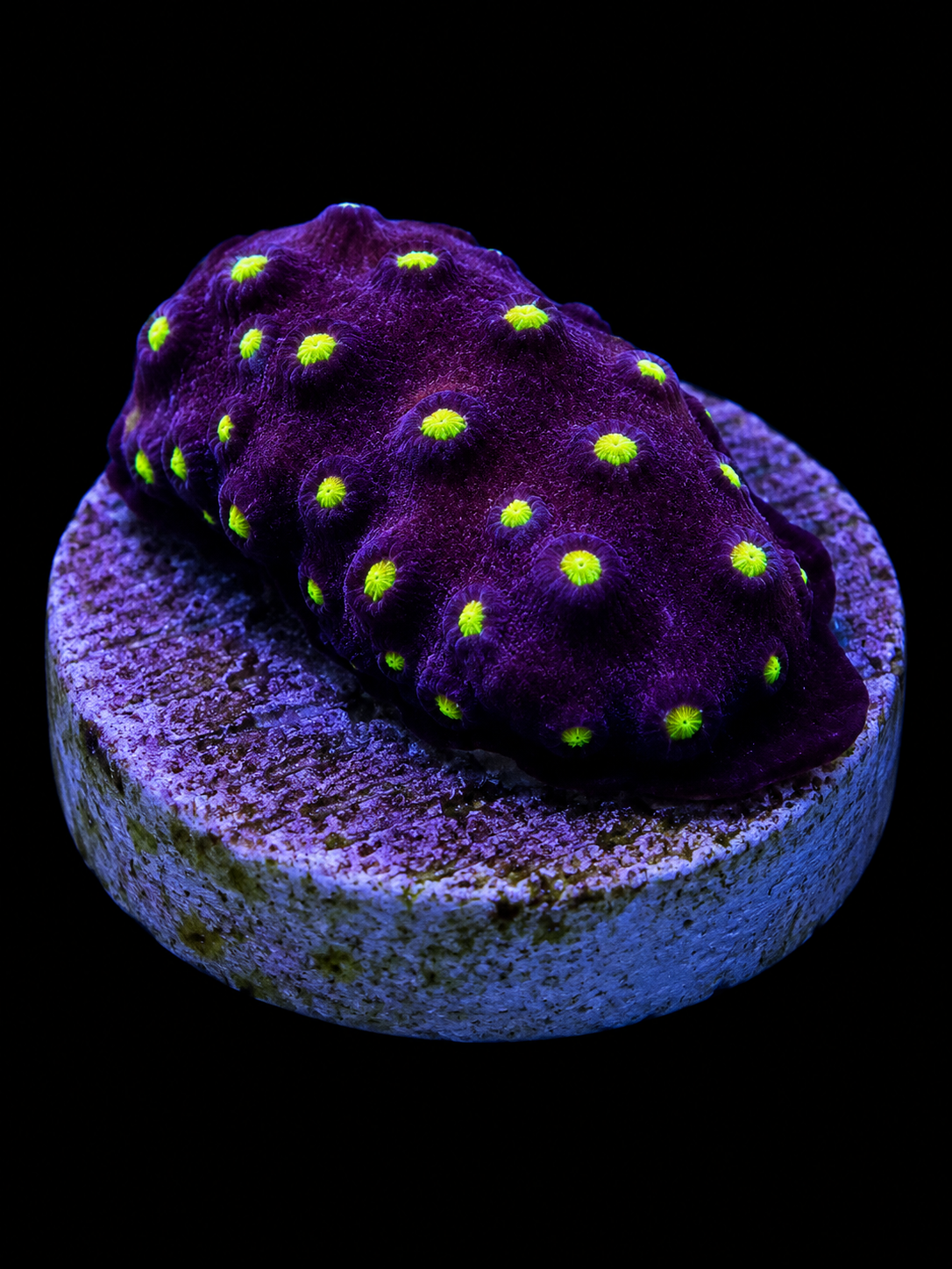 Purple and Gold Cyphastrea coral colony in a saltwater reef aquarium