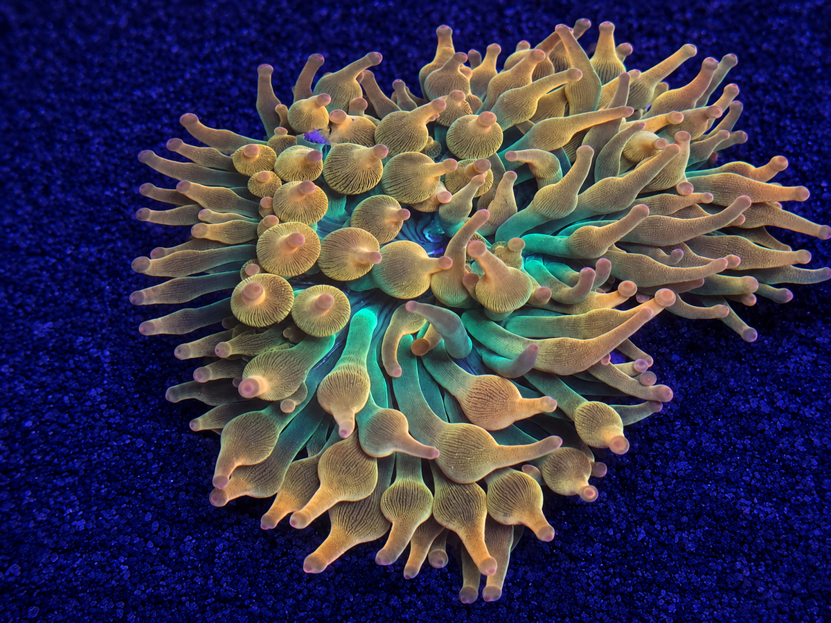 Saltwater Corals for Sale Online | Island Reef Aquatics